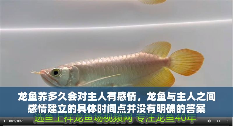 龍魚養多久會對主人有感情，龍魚與主人之間感情建立的具體時間點并沒有明確的答案