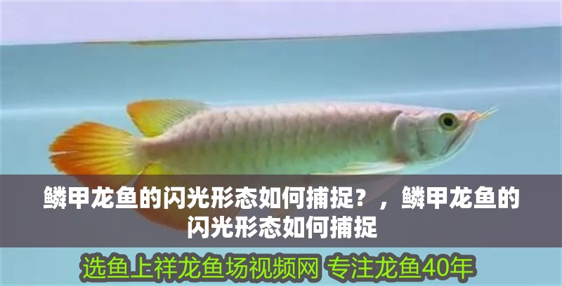 鱗甲龍魚的閃光形態如何捕捉？，鱗甲龍魚的閃光形態如何捕捉