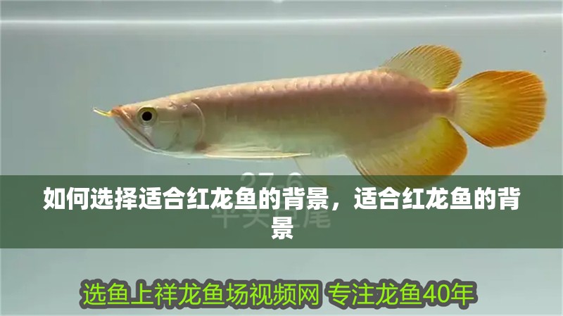 如何選擇適合紅龍魚的背景，適合紅龍魚的背景