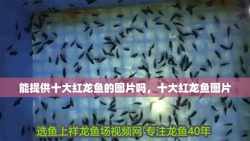 能提供十大紅龍魚的圖片嗎，十大紅龍魚圖片