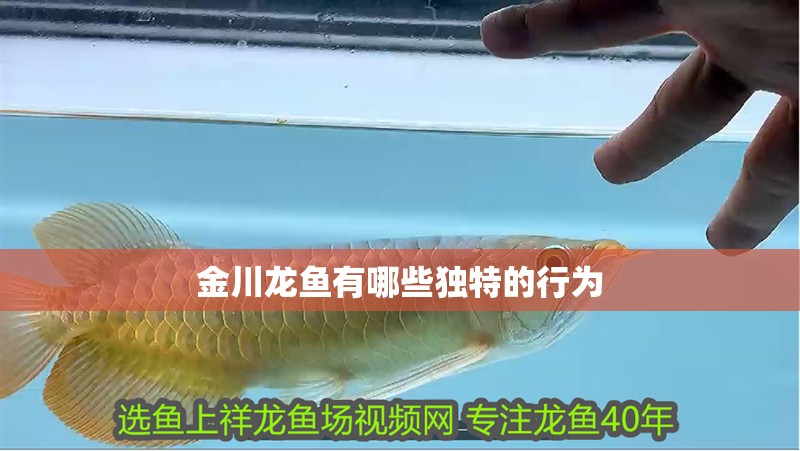 金川龍魚有哪些獨特的行為