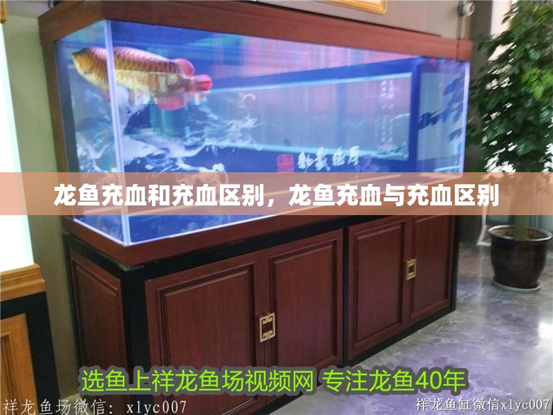 龍魚充血和充血區(qū)別，龍魚充血與充血區(qū)別