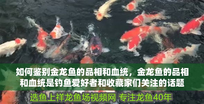 如何鑒別金龍魚的品相和血統(tǒng)，金龍魚的品相和血統(tǒng)是釣魚愛好者和收藏家們關(guān)注的話題