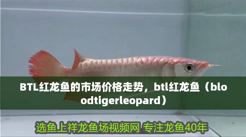 BTL紅龍魚的市場價格走勢，btl紅龍魚（bloodtigerleopard）