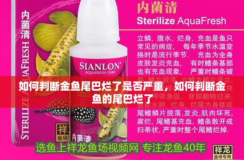 如何判斷金魚尾巴爛了是否嚴重，如何判斷金魚的尾巴爛了