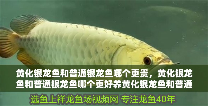 黃化銀龍魚和普通銀龍魚哪個更貴，黃化銀龍魚和普通銀龍魚哪個更好養黃化銀龍魚和普通銀龍魚哪個更貴