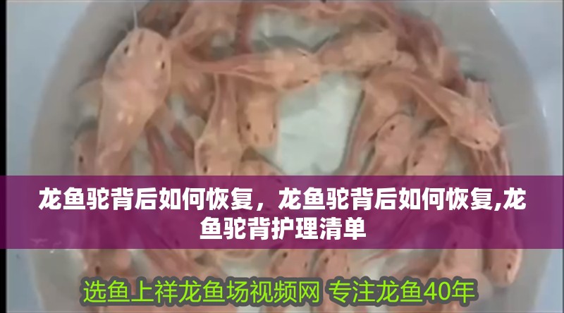 龍魚駝背后如何恢復，龍魚駝背后如何恢復,龍魚駝背護理清單