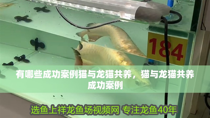 有哪些成功案例貓與龍貓共養，貓與龍貓共養成功案例