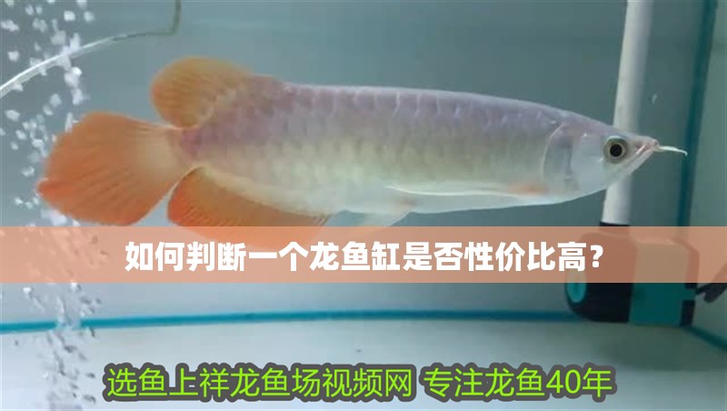 如何判斷一個龍魚缸是否性價比高？