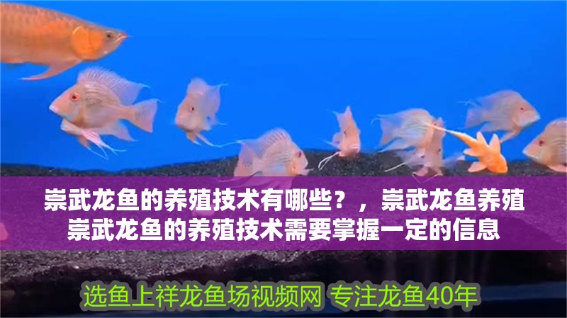 崇武龍魚的養(yǎng)殖技術(shù)有哪些？，崇武龍魚養(yǎng)殖崇武龍魚的養(yǎng)殖技術(shù)需要掌握一定的信息
