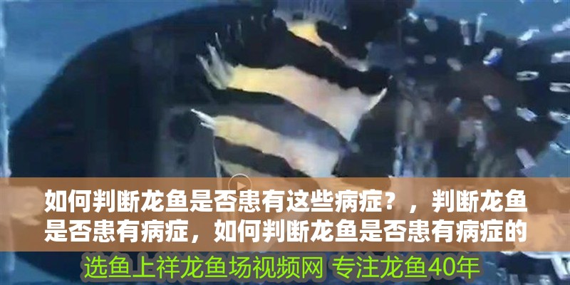 如何判斷龍魚是否患有這些病癥？，判斷龍魚是否患有病癥，如何判斷龍魚是否患有病癥的方法