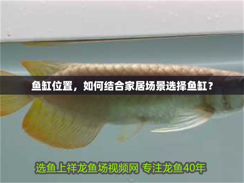 魚缸位置，如何結合家居場景選擇魚缸？