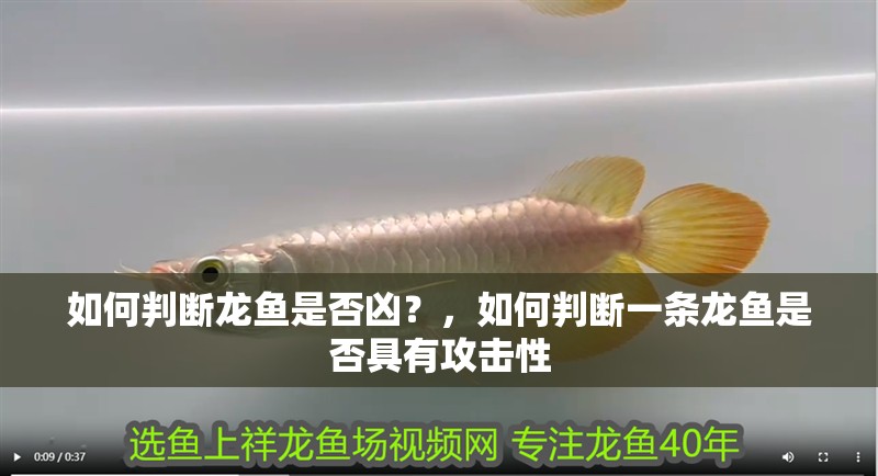 如何判斷龍魚是否兇？，如何判斷一條龍魚是否具有攻擊性