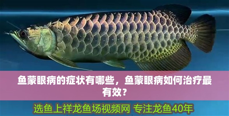 魚蒙眼病的癥狀有哪些，魚蒙眼病如何治療最有效？