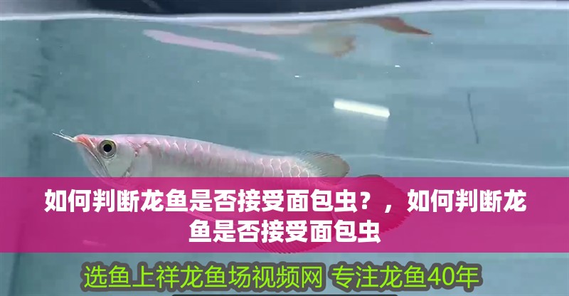 如何判斷龍魚是否接受面包蟲？，如何判斷龍魚是否接受面包蟲