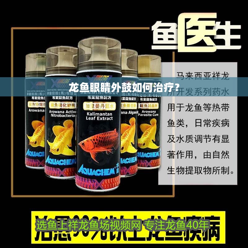 龍魚眼睛外鼓如何治療？