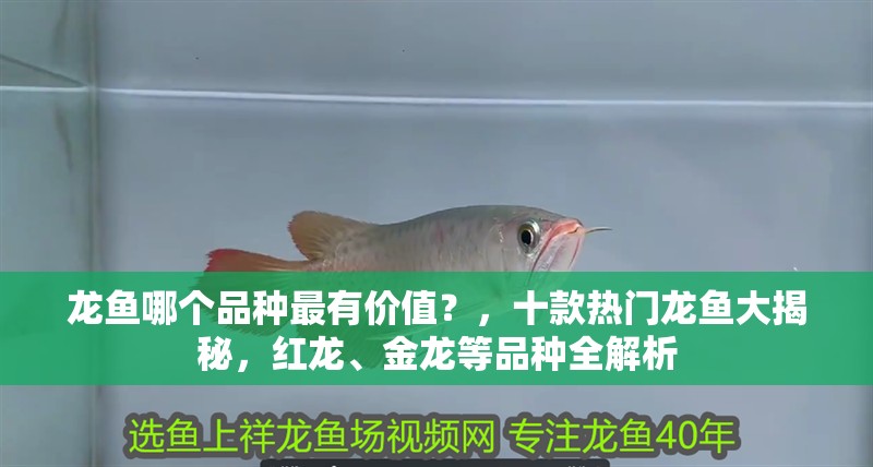 龍魚哪個品種最有價值？，十款熱門龍魚大揭秘，紅龍、金龍等品種全解析