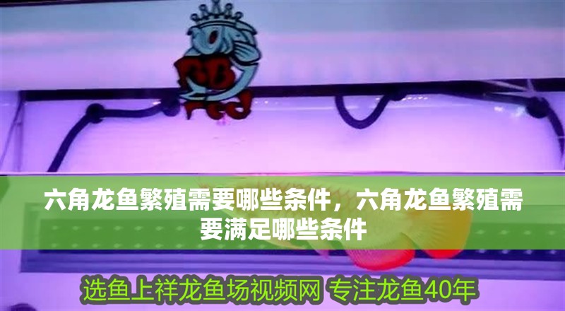 六角龍魚繁殖需要哪些條件，六角龍魚繁殖需要滿足哪些條件