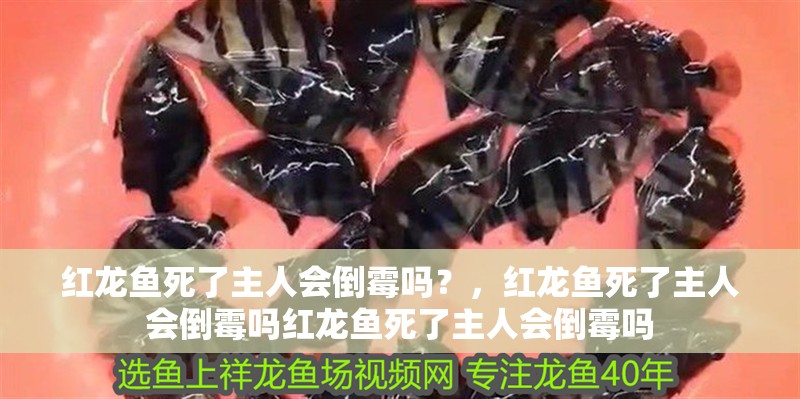 紅龍魚死了主人會倒霉嗎？，紅龍魚死了主人會倒霉嗎紅龍魚死了主人會倒霉嗎