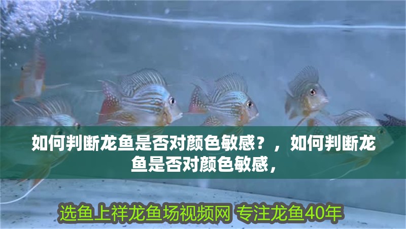 如何判斷龍魚是否對顏色敏感？，如何判斷龍魚是否對顏色敏感，