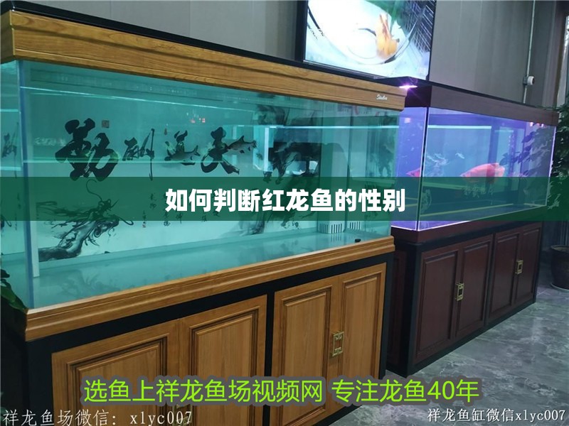 如何判斷紅龍魚的性別
