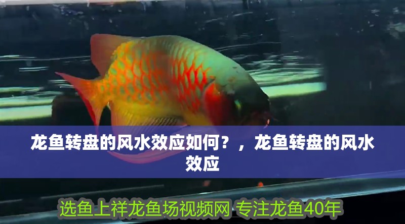 龍魚轉盤的風水效應如何？，龍魚轉盤的風水效應