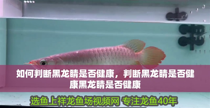 如何判斷黑龍睛是否健康，判斷黑龍睛是否健康黑龍睛是否健康