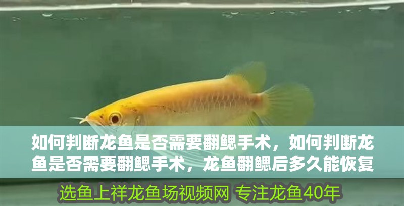 如何判斷龍魚是否需要翻鰓手術，如何判斷龍魚是否需要翻鰓手術，龍魚翻鰓后多久能恢復