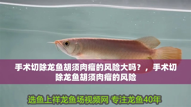 手術(shù)切除龍魚(yú)胡須肉瘤的風(fēng)險(xiǎn)大嗎？，手術(shù)切除龍魚(yú)胡須肉瘤的風(fēng)險(xiǎn)