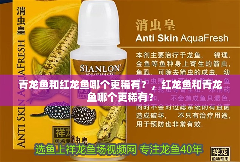 青龍魚和紅龍魚哪個(gè)更稀有？，紅龍魚和青龍魚哪個(gè)更稀有？