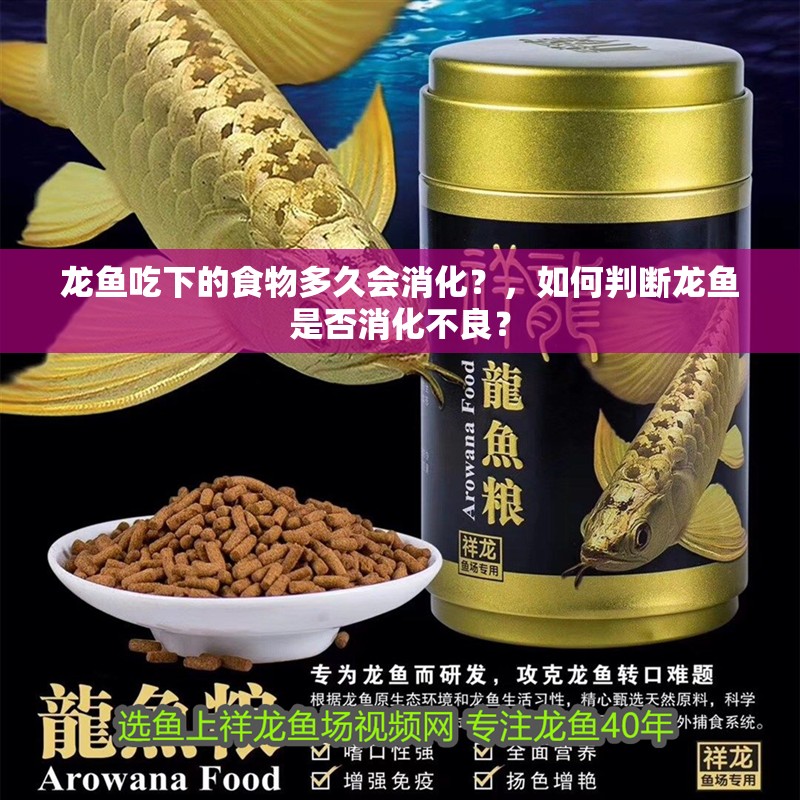 龍魚吃下的食物多久會消化？，如何判斷龍魚是否消化不良？