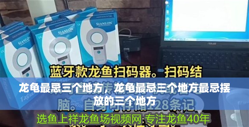 龍龜最忌三個地方，龍龜最忌三個地方最忌擺放的三個地方