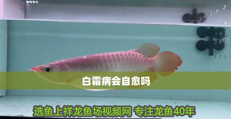 白霜病會自愈嗎