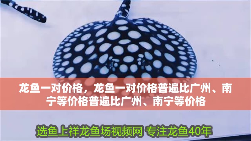 龍魚一對價格，龍魚一對價格普遍比廣州、南寧等價格普遍比廣州、南寧等價格