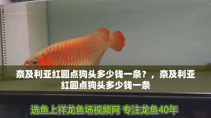 奈及利亞紅圓點(diǎn)狗頭多少錢一條？，奈及利亞紅圓點(diǎn)狗頭多少錢一條