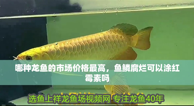 哪種龍魚的市場價格最高，魚鱗腐爛可以涂紅霉素嗎