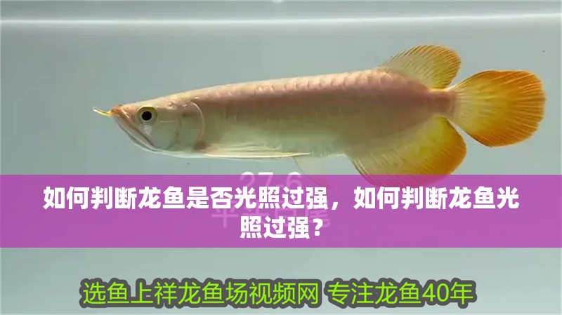 如何判斷龍魚是否光照過強，如何判斷龍魚光照過強？