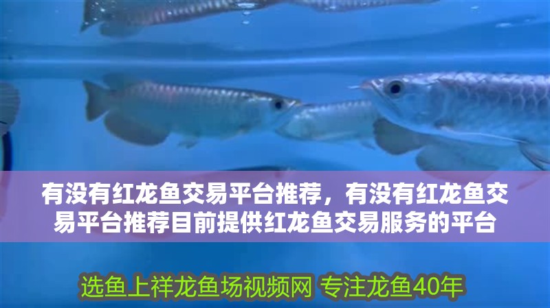 有沒有紅龍魚交易平臺推薦，有沒有紅龍魚交易平臺推薦目前提供紅龍魚交易服務的平臺