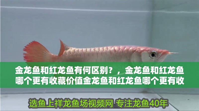 金龍魚和紅龍魚有何區別？，金龍魚和紅龍魚哪個更有收藏價值金龍魚和紅龍魚哪個更有收藏價值