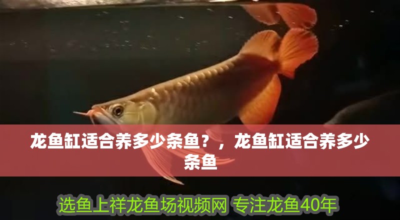 龍魚缸適合養多少條魚？，龍魚缸適合養多少條魚
