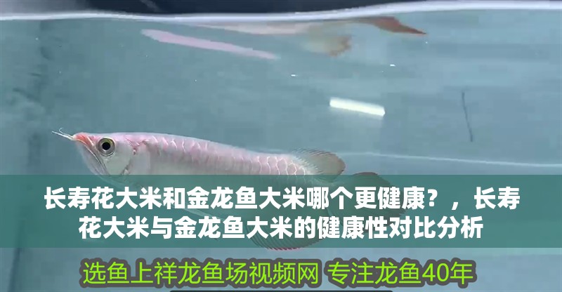 長壽花大米和金龍魚大米哪個更健康？，長壽花大米與金龍魚大米的健康性對比分析
