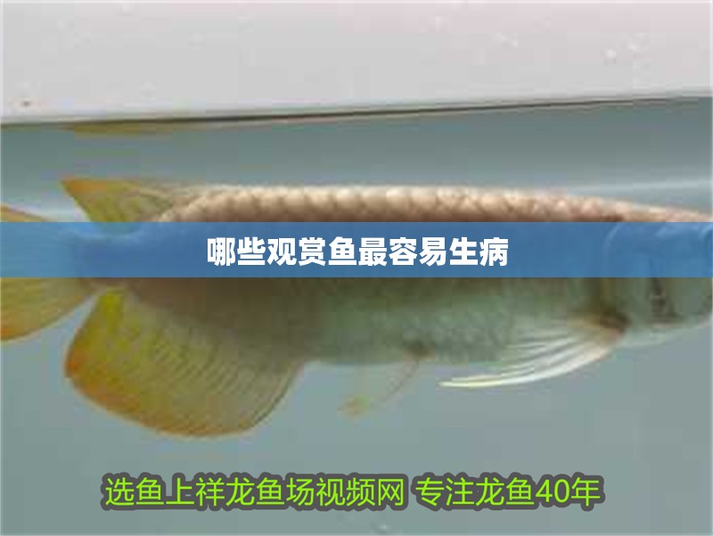 哪些觀賞魚最容易生病
