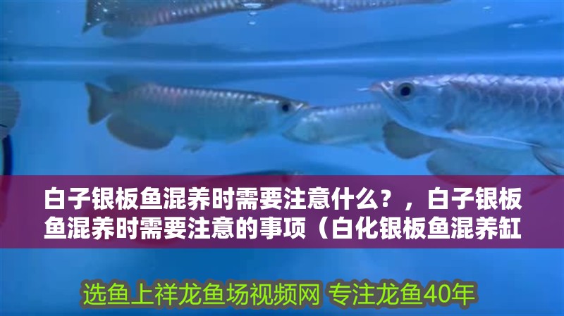 白子銀板魚混養(yǎng)時(shí)需要注意什么？，白子銀板魚混養(yǎng)時(shí)需要注意的事項(xiàng)（白化銀板魚混養(yǎng)缸實(shí)景圖）