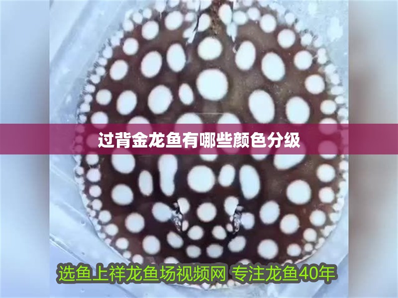 過背金龍魚有哪些顏色分級