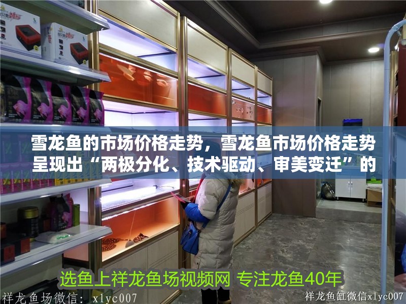 雪龍魚的市場價格走勢，雪龍魚市場價格走勢呈現出“兩極分化、技術驅動、審美變遷”的顯著特征