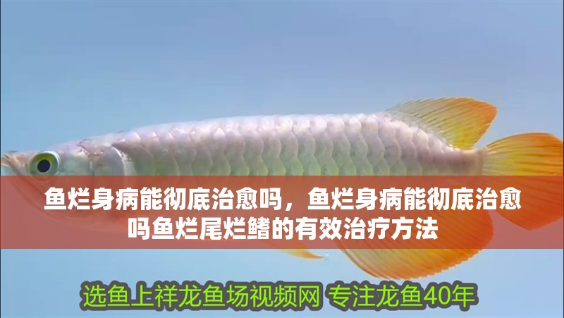 魚(yú)爛身病能徹底治愈嗎，魚(yú)爛身病能徹底治愈嗎魚(yú)爛尾爛鰭的有效治療方法