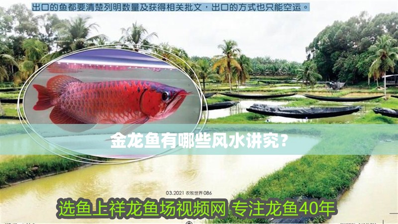 金龍魚有哪些風水講究？