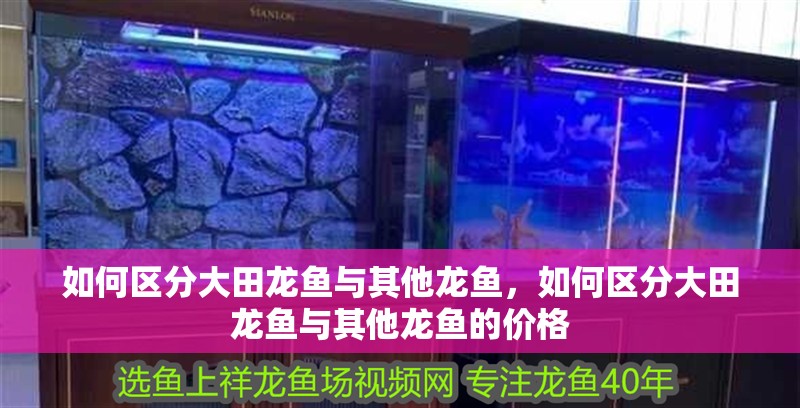 如何區分大田龍魚與其他龍魚，如何區分大田龍魚與其他龍魚的價格