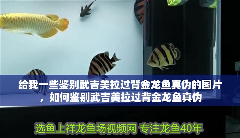 給我一些鑒別武吉美拉過背金龍魚真偽的圖片，如何鑒別武吉美拉過背金龍魚真偽