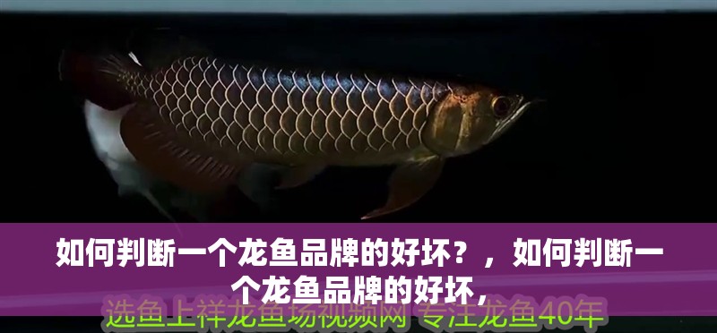 如何判斷一個龍魚品牌的好壞？，如何判斷一個龍魚品牌的好壞，